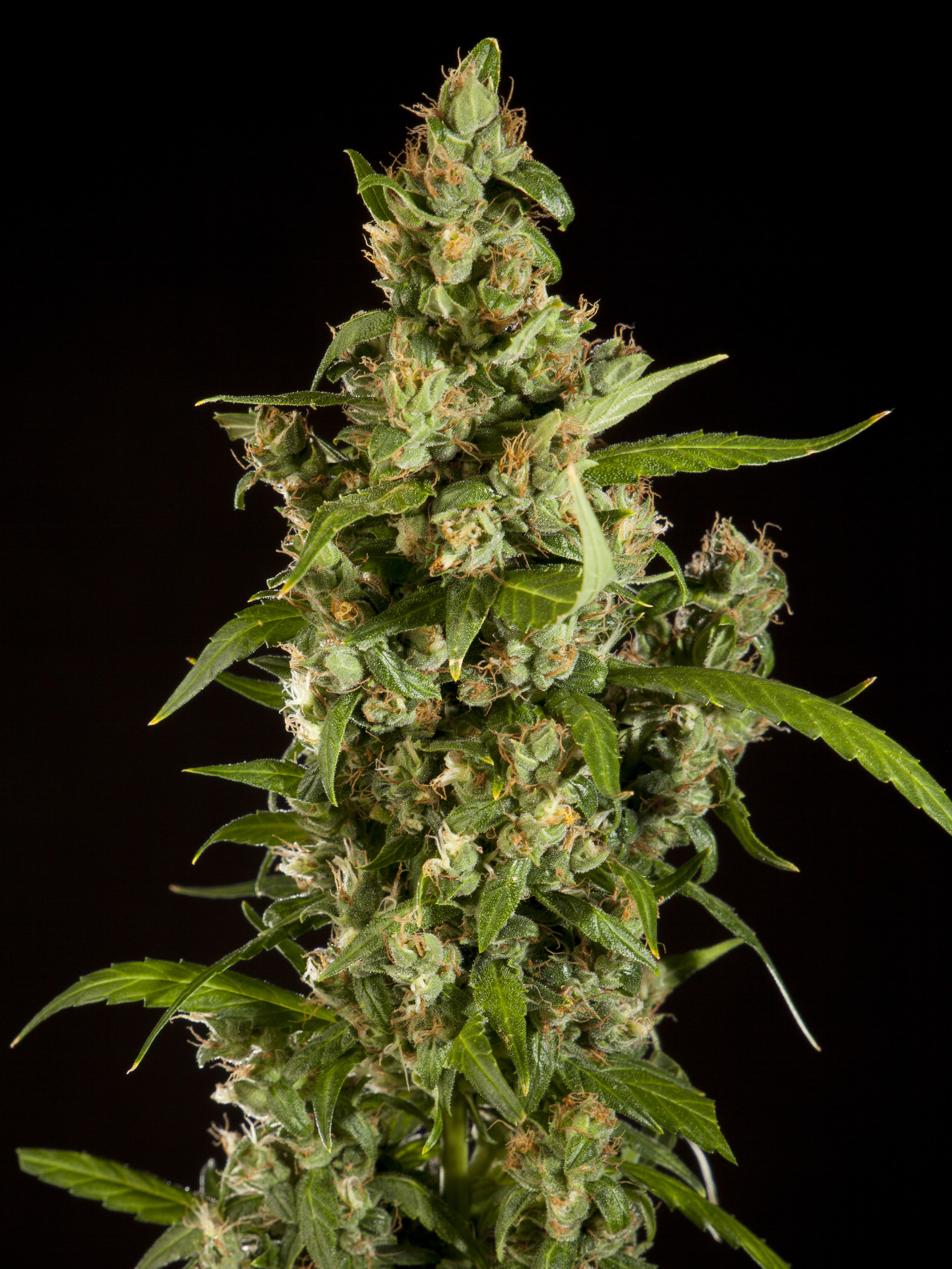 jamaican-blueberry-bx_158_1_.jpg