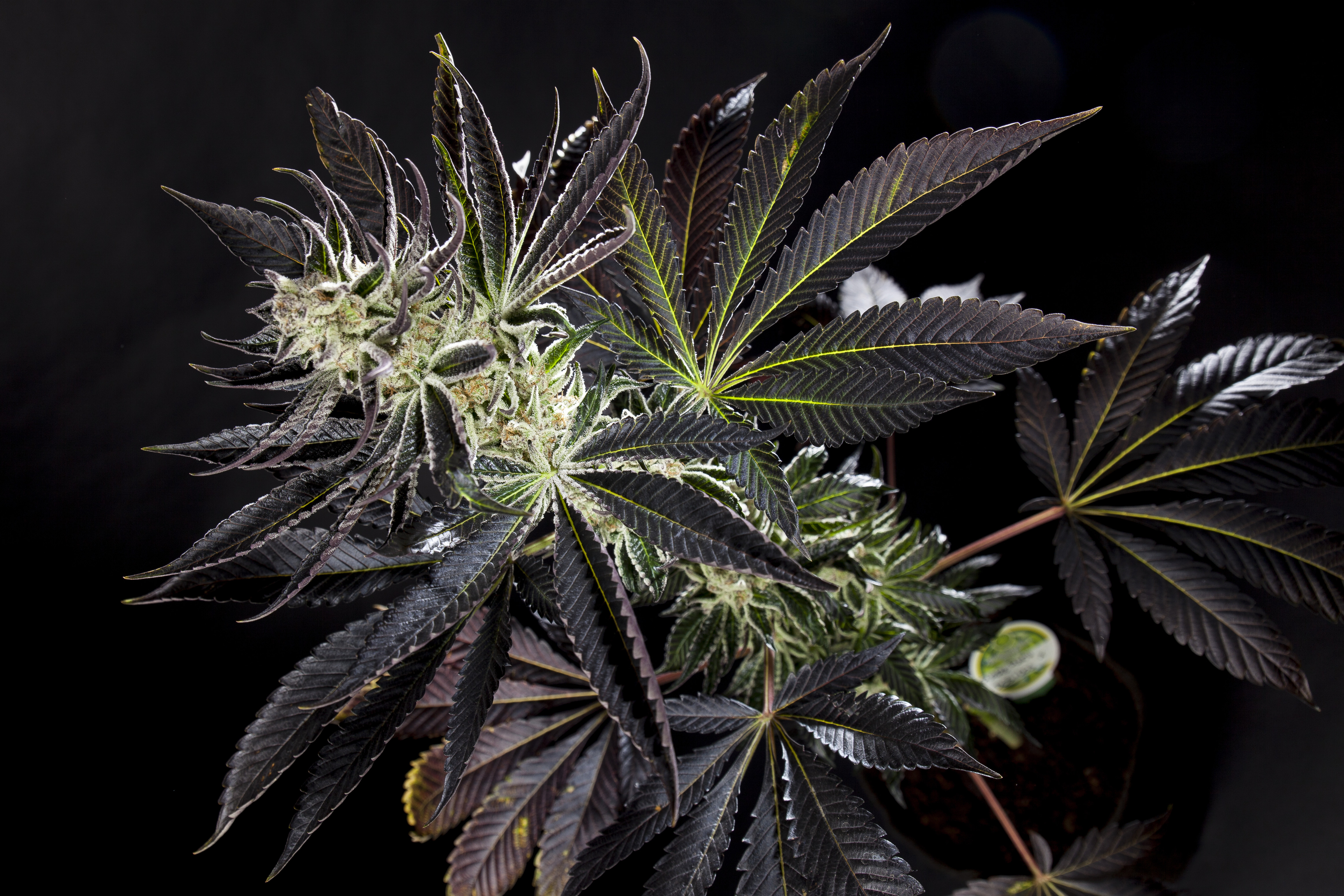 Purple Punch x Do-Si-Dos - Philosopher Seeds bank