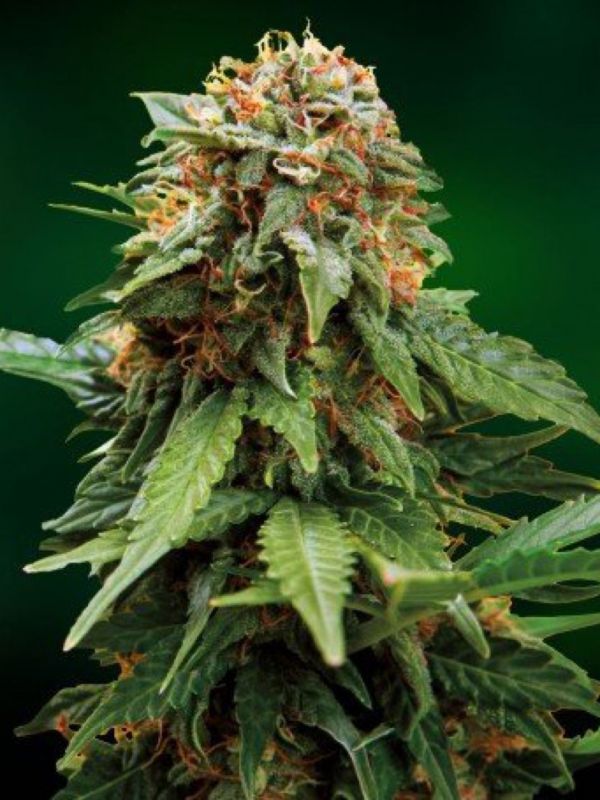 found seeds tangerine haze found seeds tangerine haze