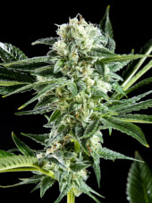 Animal Cookies x Animal Cookies