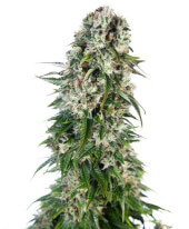 Big Bud Auto