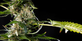 Cheesy Auto CBD