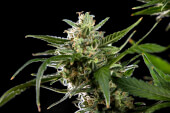 Cheesy Auto CBD