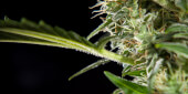 Cheesy Auto CBD