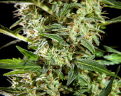 Cheesy Auto CBD