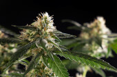 Lemon OG Candy