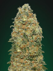 Super Skunk