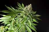 Tropimango