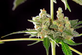 Wedding Cake Auto
