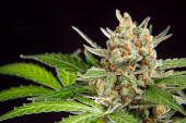 Wedding Cake Auto