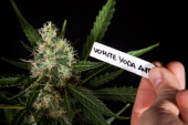 White Yoda Auto