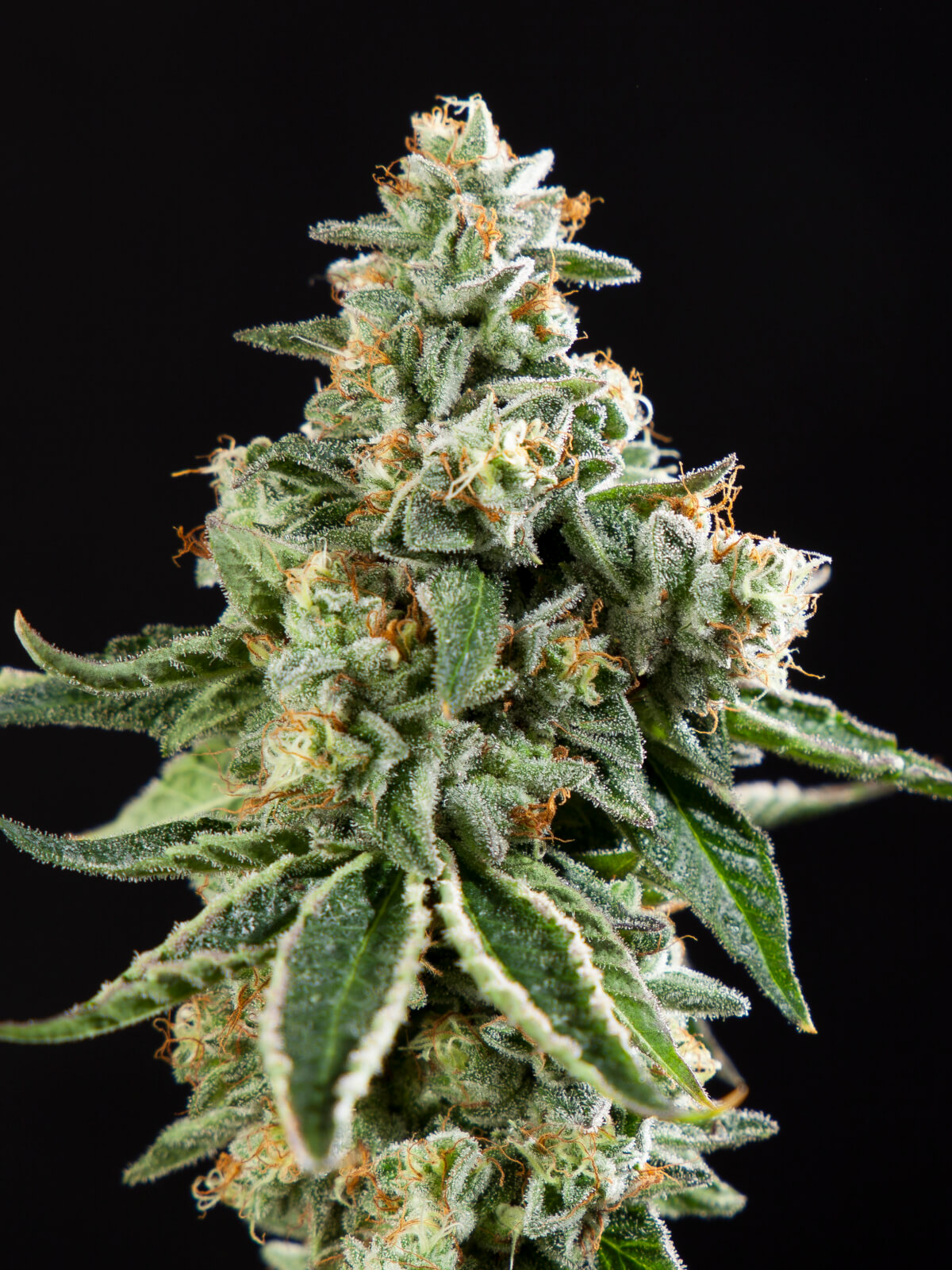 Corleone Kush x DoSiDos Fem