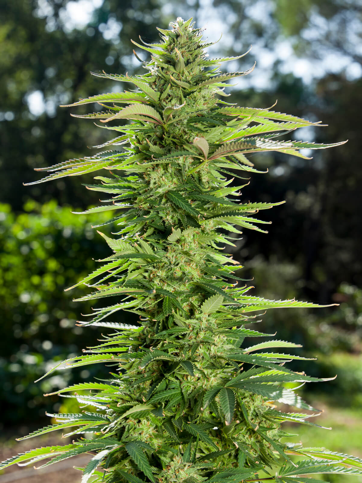 Real-life Sessions Concerning Reliable Gelato Seeds
