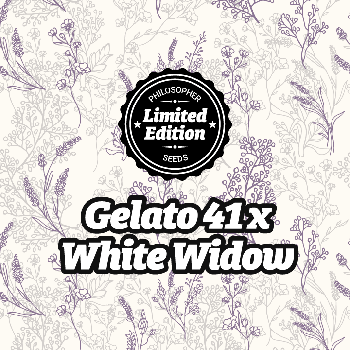 Gelato #41 x White Widow
