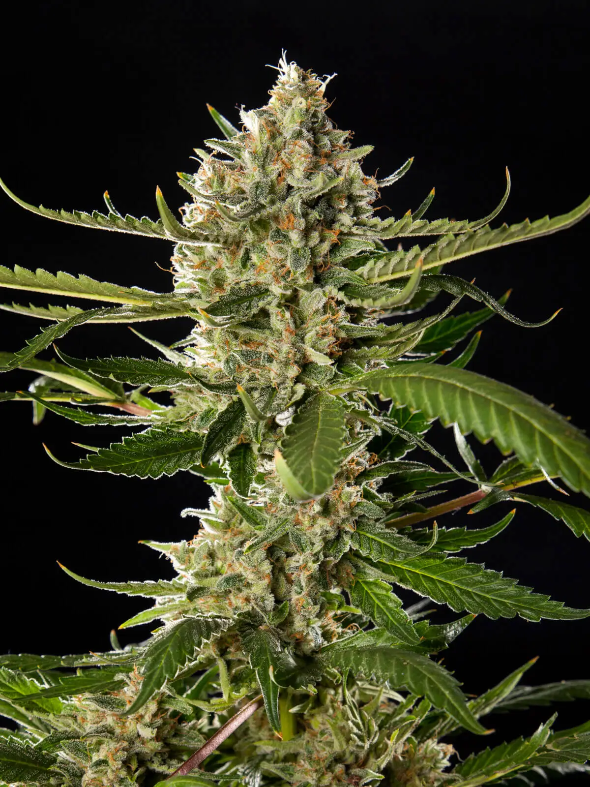 lemon-og-candy_174_20240506105501155197_