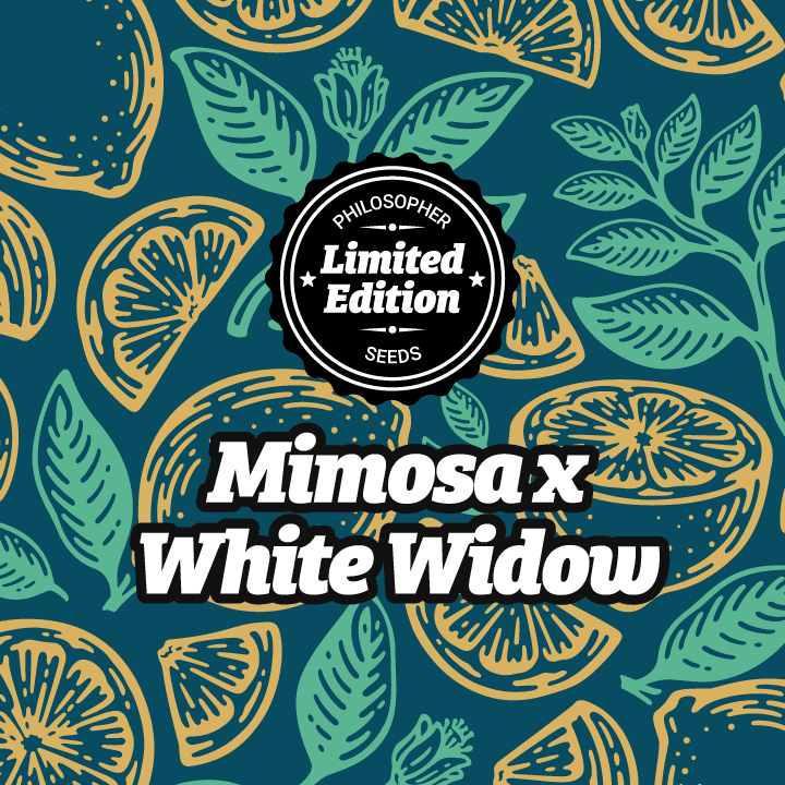 Mimosa x White Widow