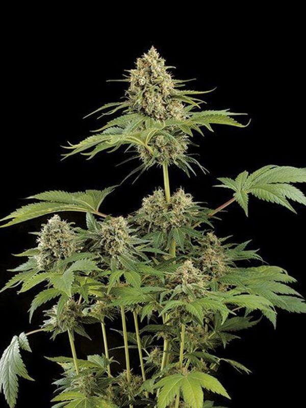 Moby dick seeds