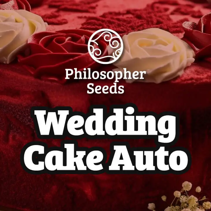 Wedding Cake Auto