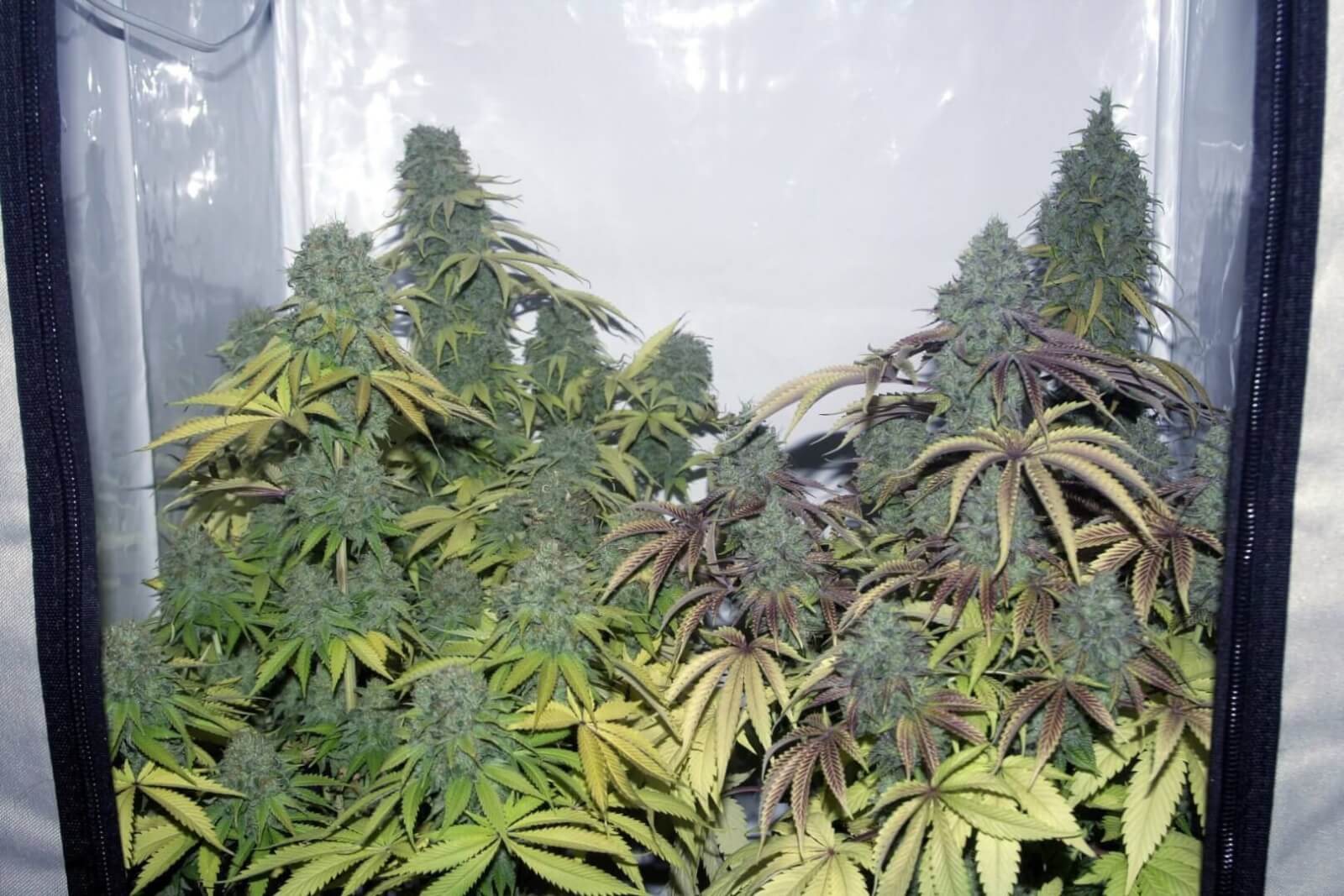 West Coast Sour Diesel x Girl Scout Cookies