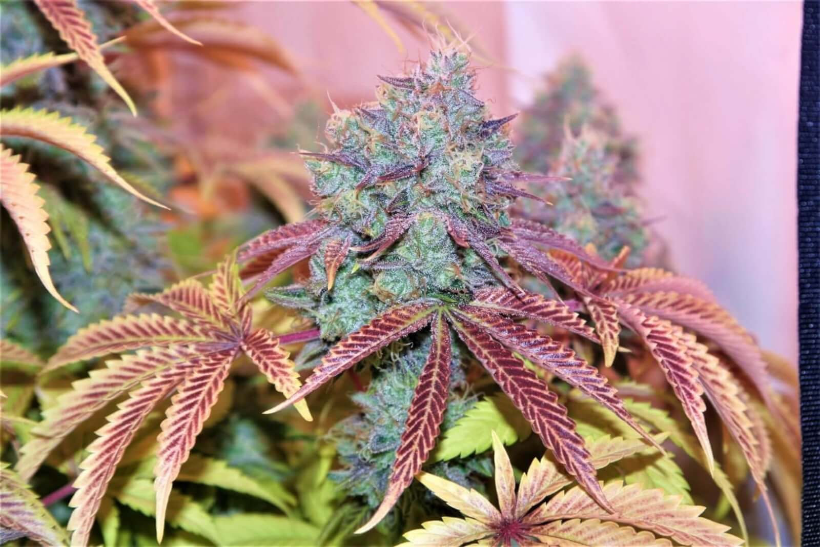 West Coast Sour Diesel x Girl Scout Cookies