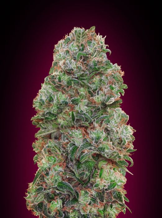 Buy Bubblegum Kush Hybrid Cannabis Flower - Lowest Prices - Free Shipping