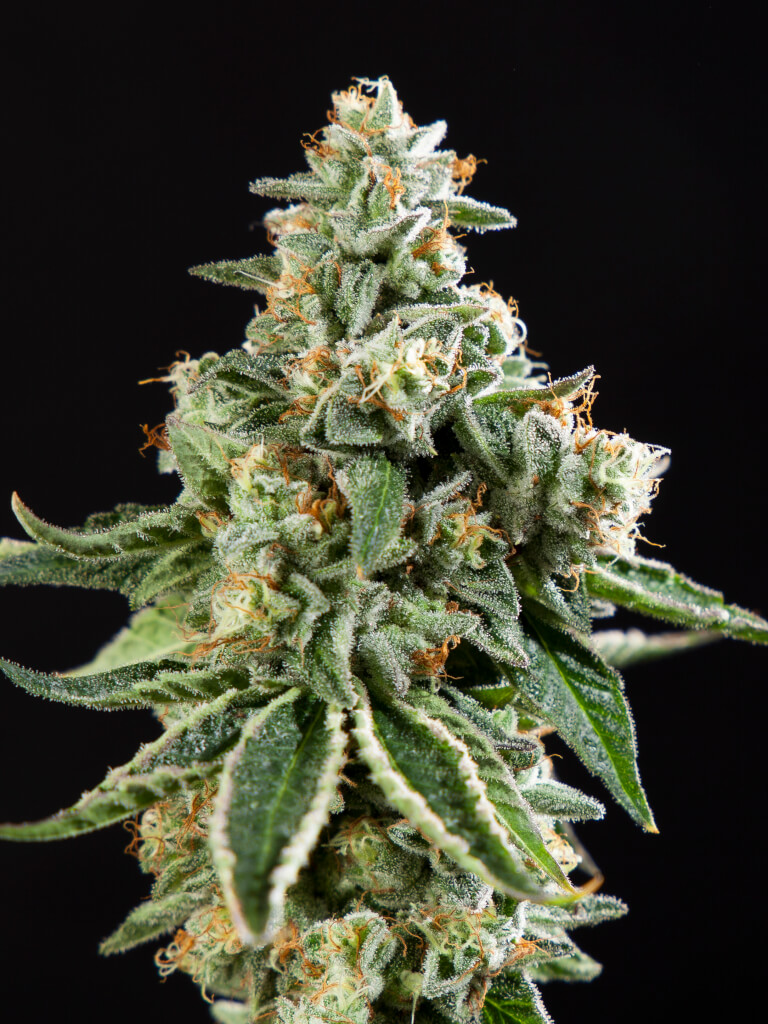 Corleone Kush x Do-Si-Dos Fem
