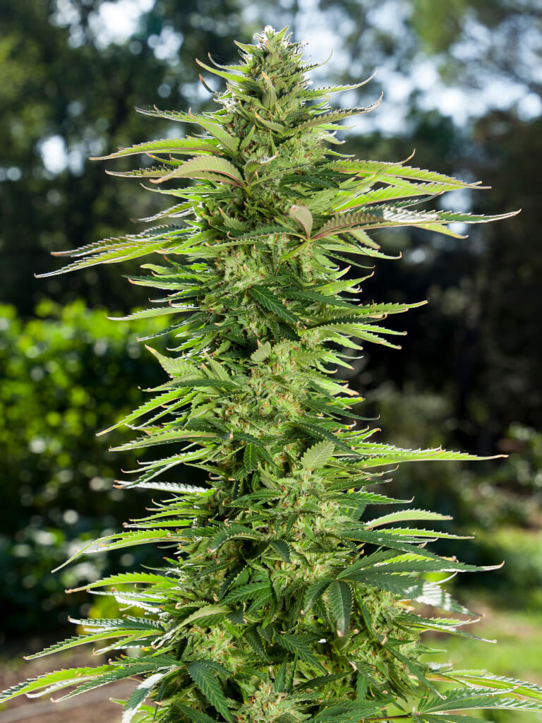Early Gelato