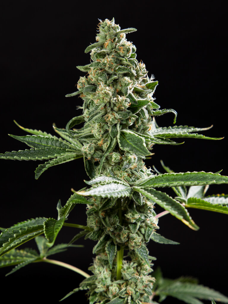 Gelato x Do-Si-Dos