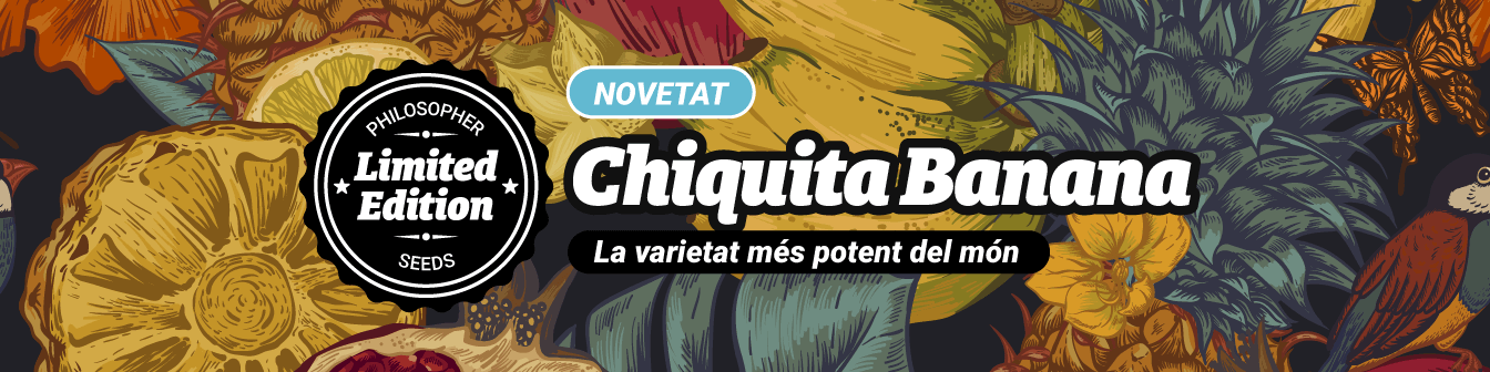 Chiquita Banana