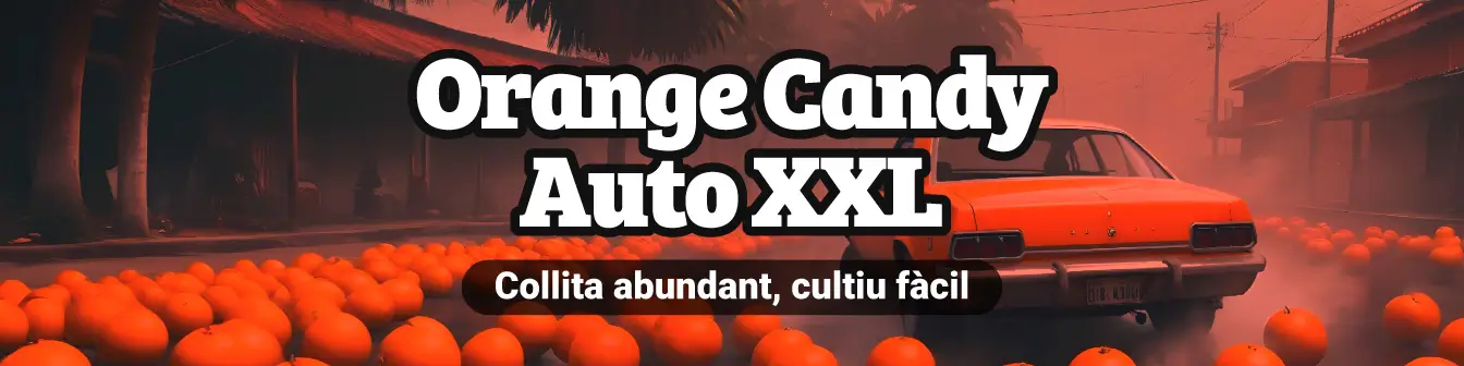 Orange Candy Auto XXL 