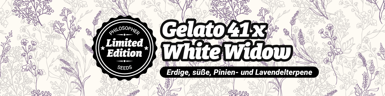 Gelato 41 x White Widow