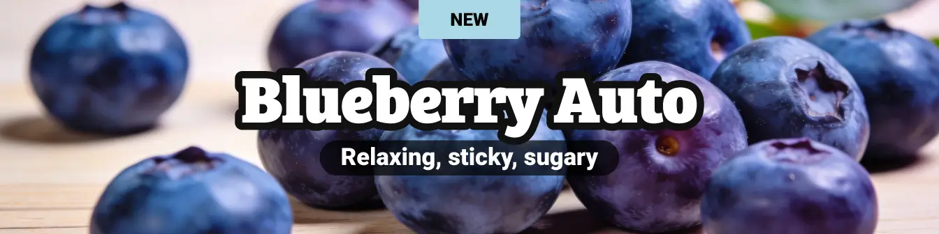 Blueberry Auto