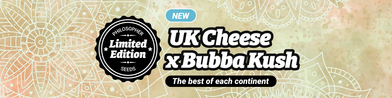 UK Cheese x Bubba Kush