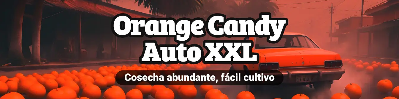 Orange Candy Auto XXL 