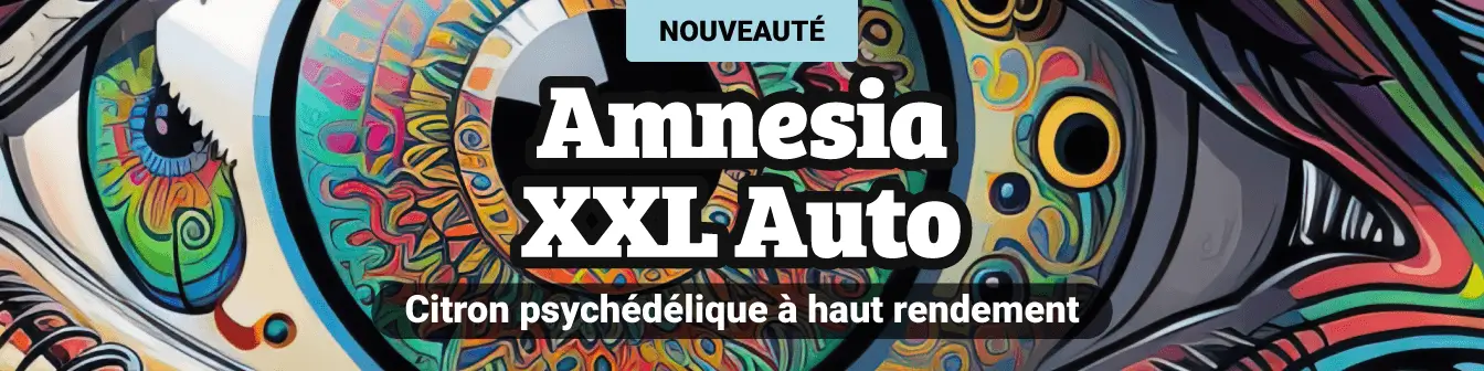 Amnesia XXL auto