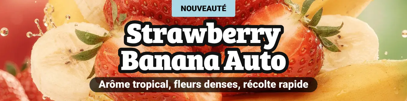 Strawberry Banana Auto