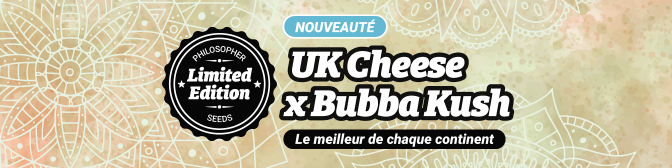 UK Cheese x Bubba Kush