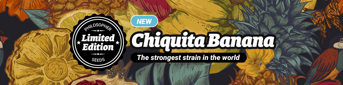 Chiquita Banana