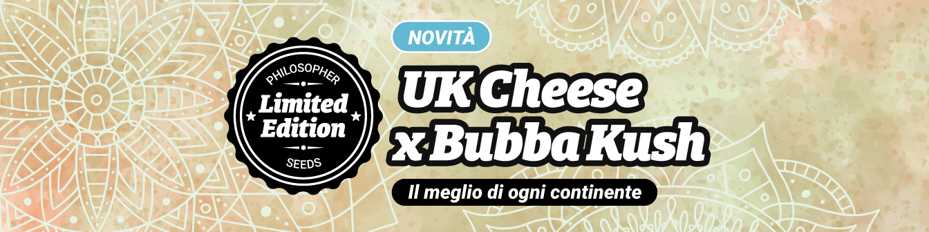 UK Cheese x Bubba Kush