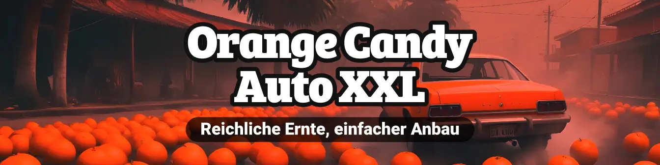 Orange Candy Auto XXL 